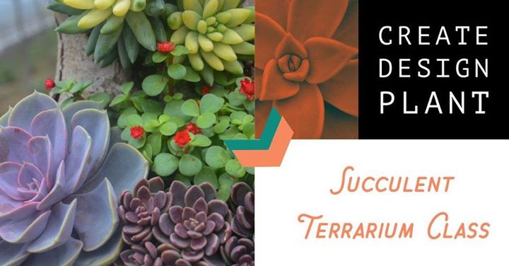 Seashell Succulent Planters seashell-succulent-planters